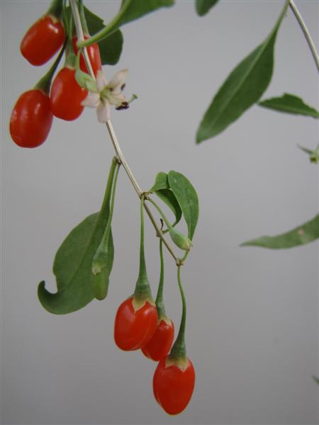 Goji Berry