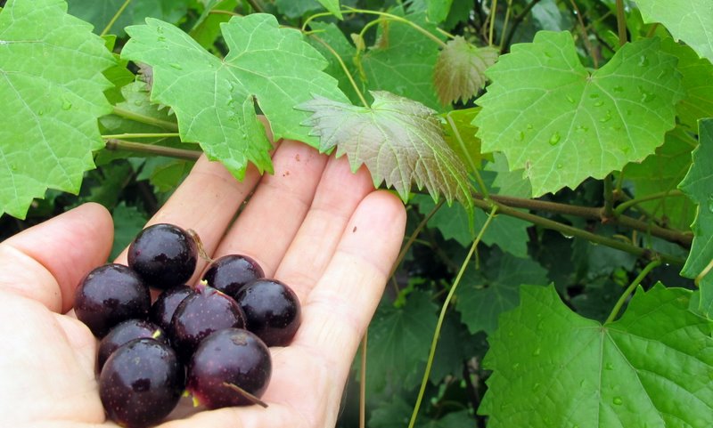 Muscadine Noble