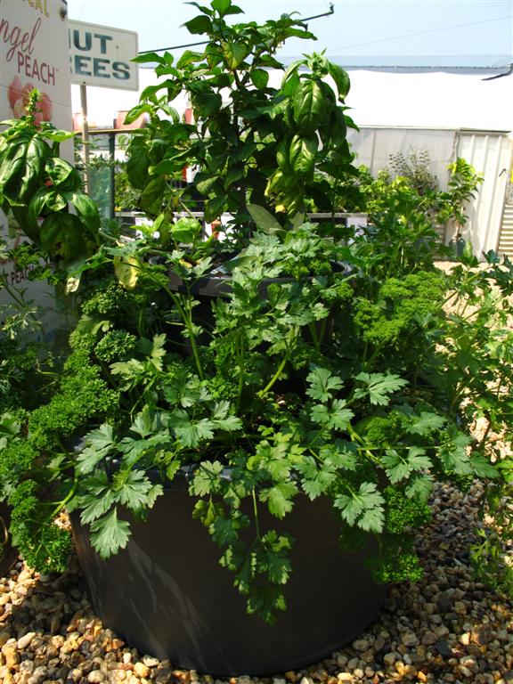 Potted Herbs