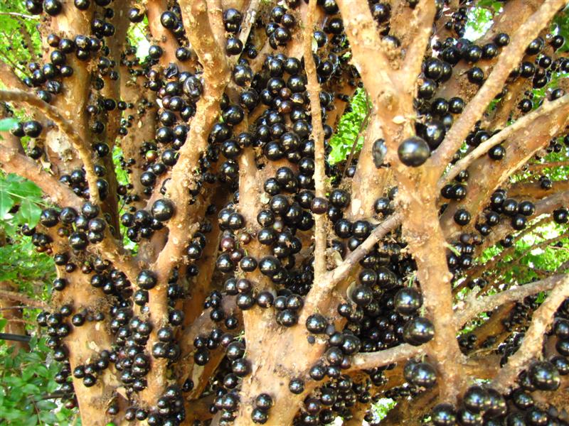 Jaboticaba