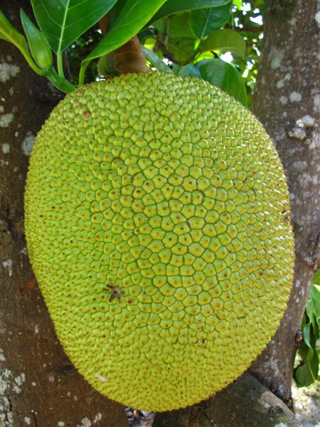 Jackfruit