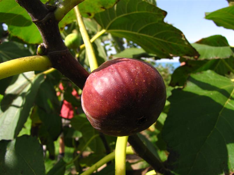 Picone Pink Fig