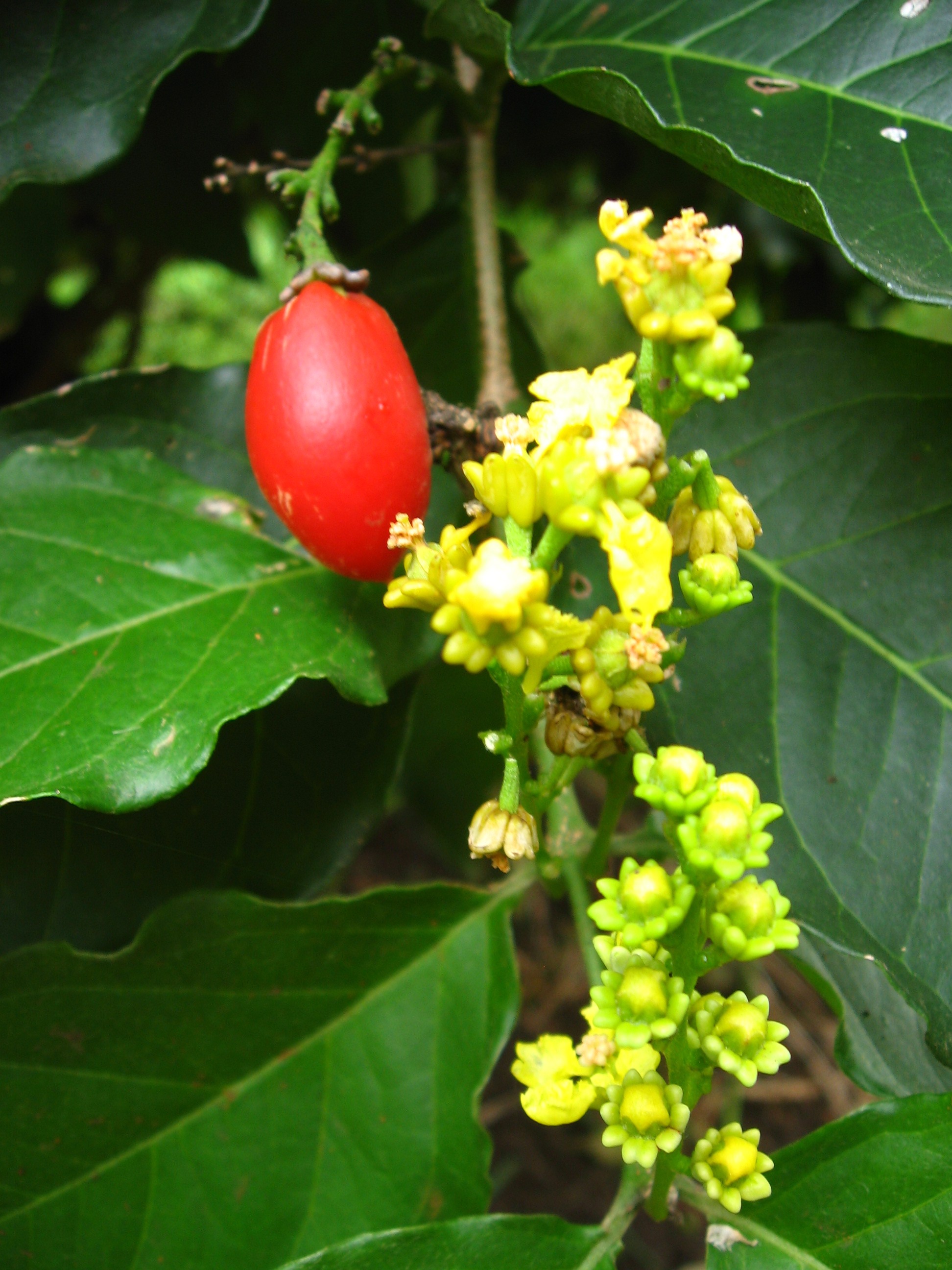 Peanut Butter Fruit