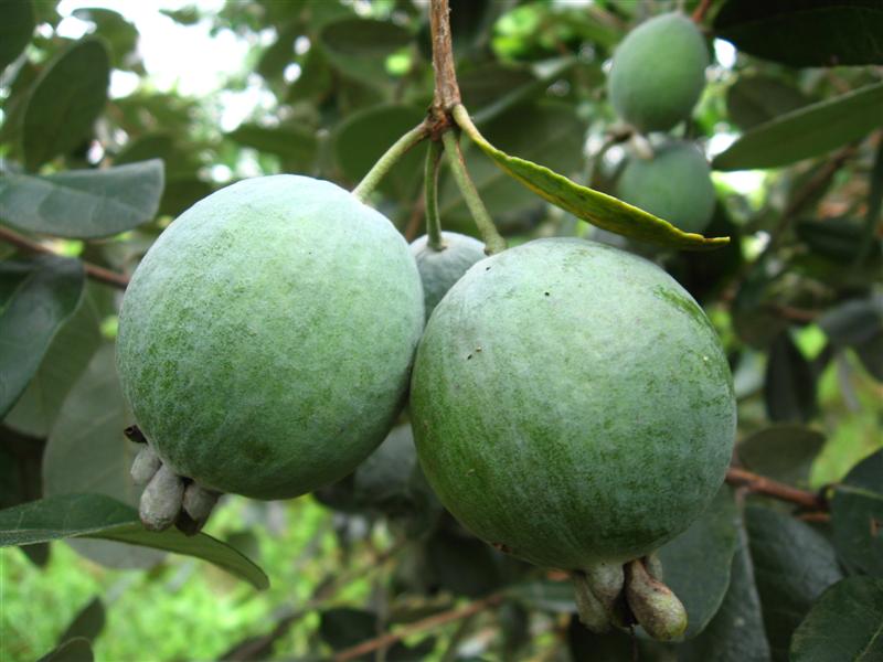 Feijoa