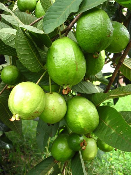 Hawaiian Guava