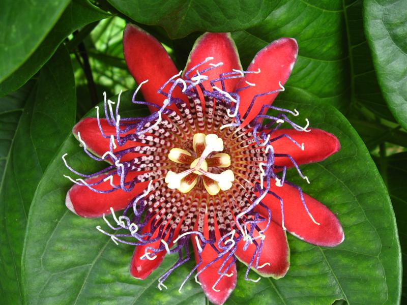 Passion Flower