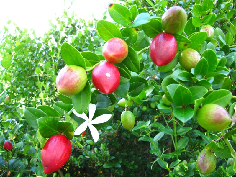 Natal Plum