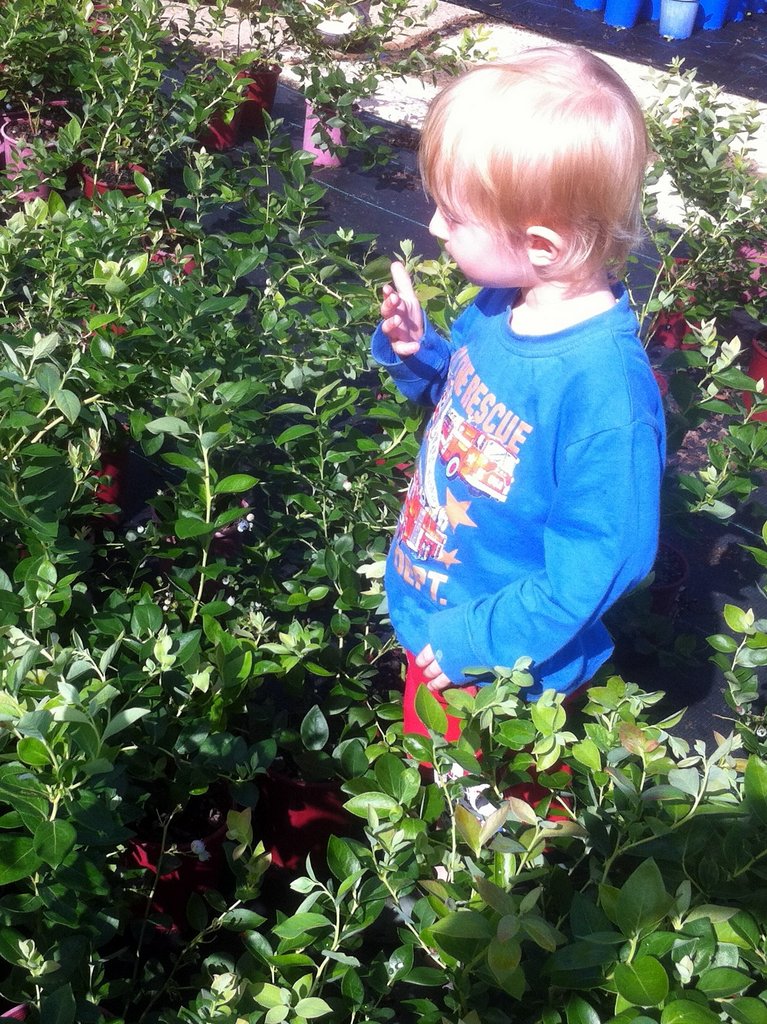 Omar picking Blueberries