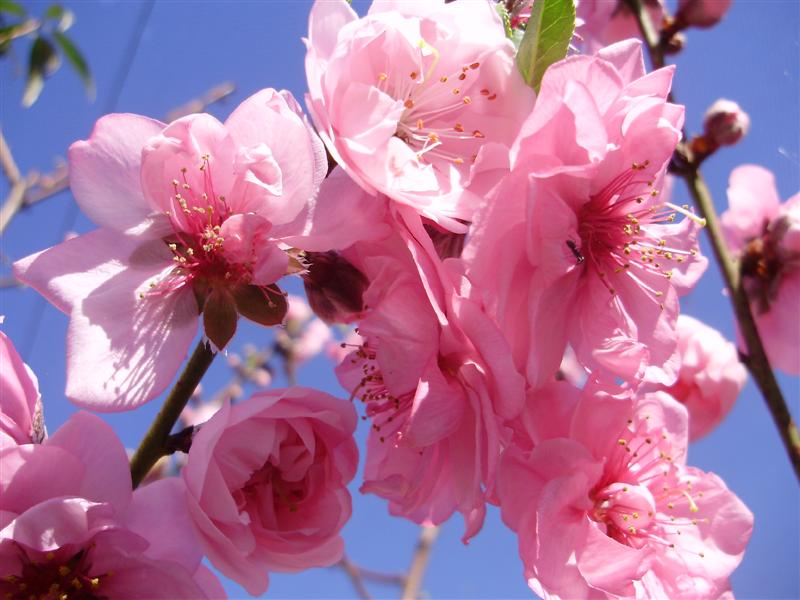 Peach Blossom