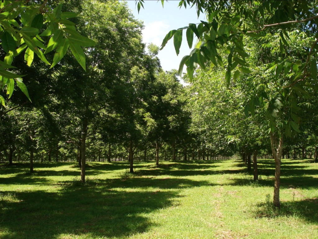 Pecan Orchard