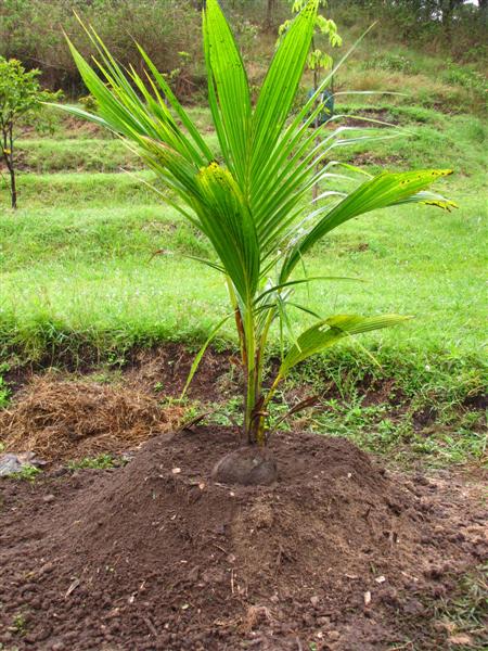 Mounding Planting Site