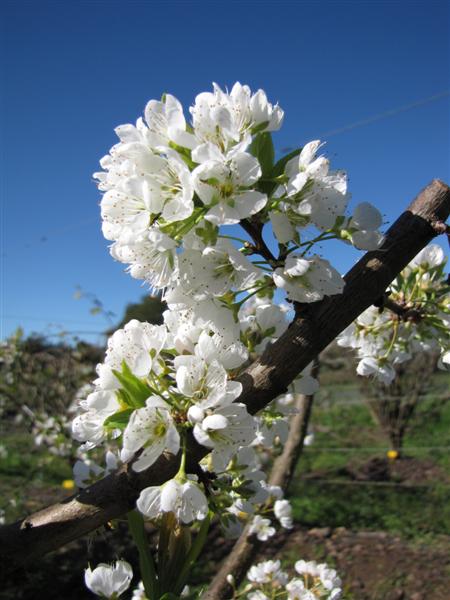 Plum Blossom