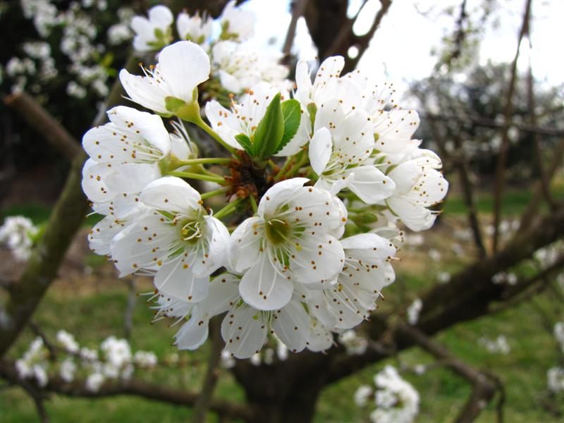 Plum Blossom