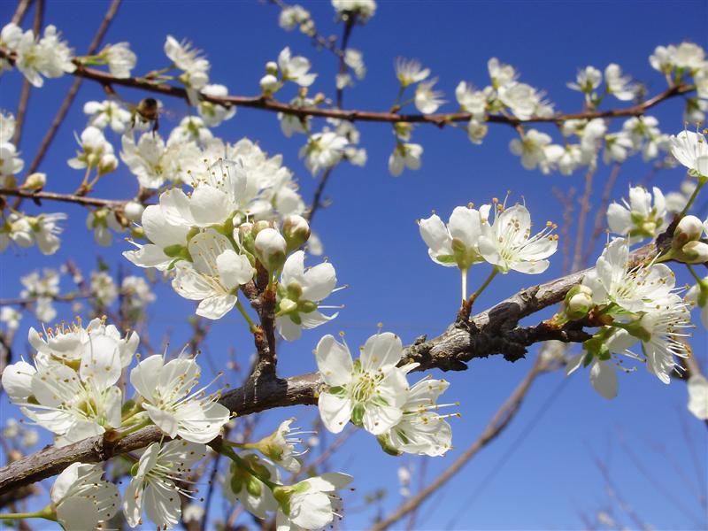 PLum Blossom