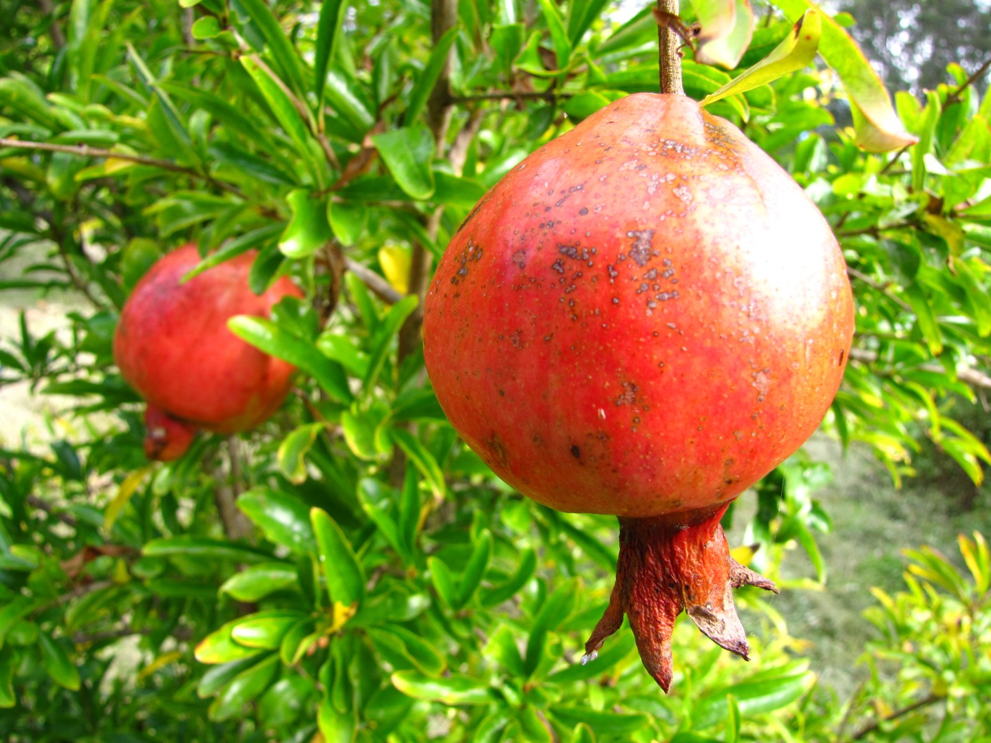 Pomegranate on tree