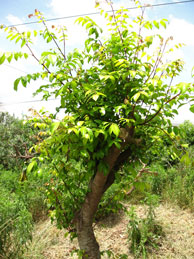 carambola