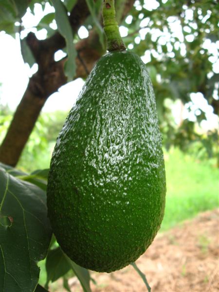 Secondo Avocado