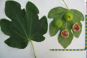 Turkish Fig