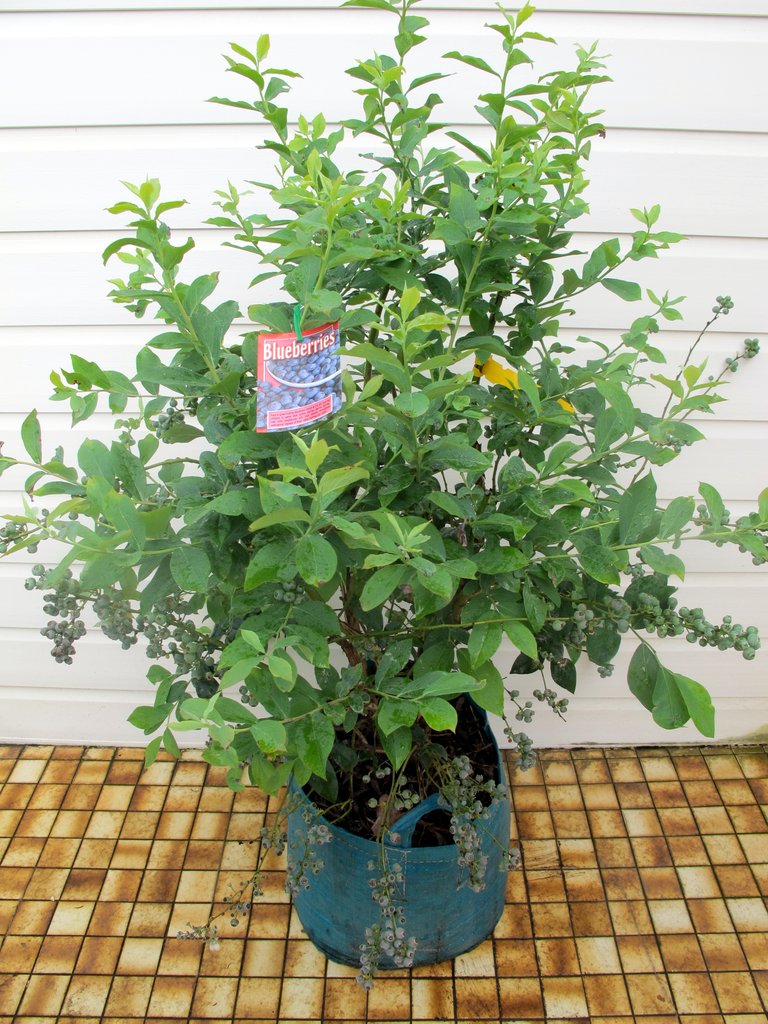 Potted Blueberry