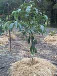 Mulched Avocado