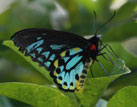 Richmond Birdwing