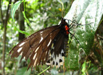 birdwing butterfly