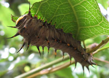 birdwing grub