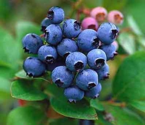 Blueberry Fruit