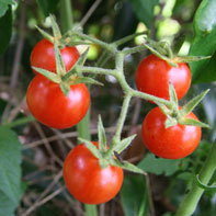 Cherry tomatoe
