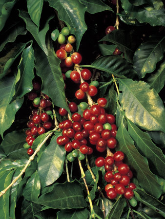 Coffee beans on tree