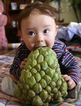 Hilary White Custard Apple