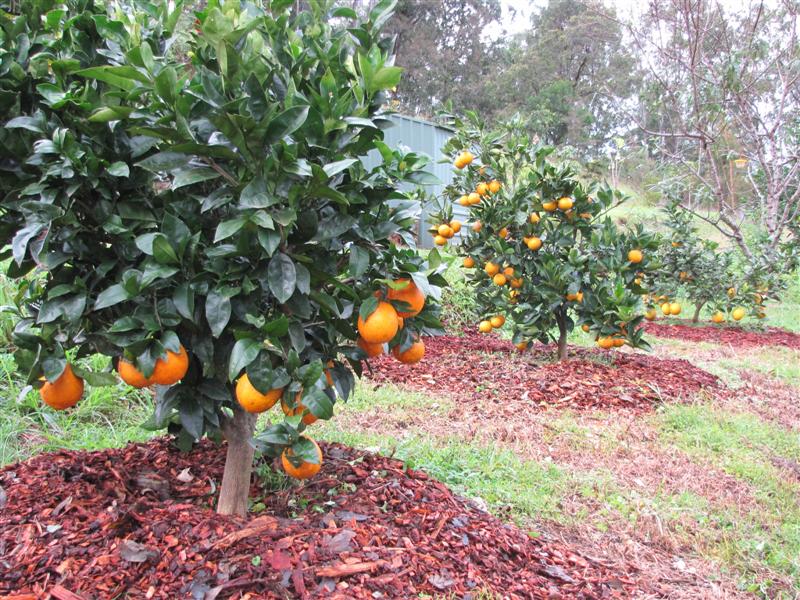 Dwarf citrus