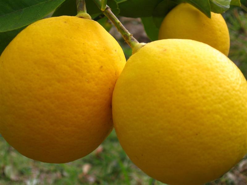 Meyer Lemon