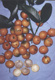 Madrona fruit