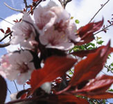 Plum blossom