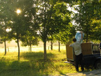 Pecan harvest