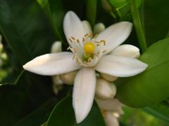 Citrus Blossoms close up