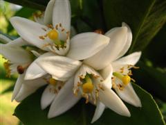 Citrus Blossoms