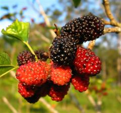 Mulberry Tree Close Up