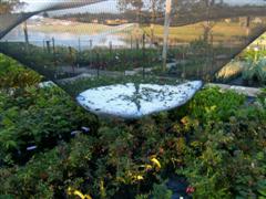 Hail Storm Kyogle Nursery Septemberr NSW 2008