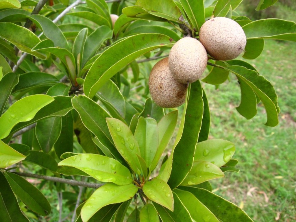 Sapodilla