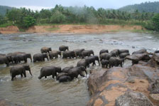 Sri Lankan Elephants
