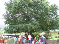Tamarind Tree in Sri Lanka