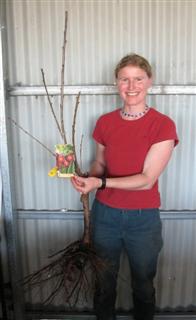 Bare Root Fruit Trees Katie