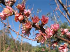 Nectarine Flowering in Winter