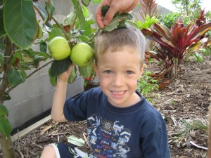 Dwarf Fruit Tree Winner