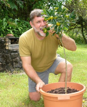 grafted Nagami or sweet cumquat