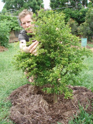 Dwarf Finger Lime