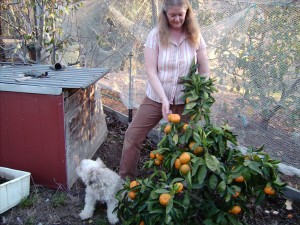 Dwarf Imperial Mandarine