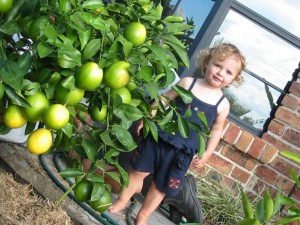 Dwarf Meyer Lemon Tree